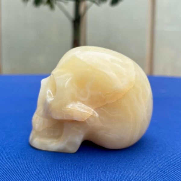 IMG_4721.jpeg White & Yellow Onyx Crystal Skull by Walmere – 0.79 kg